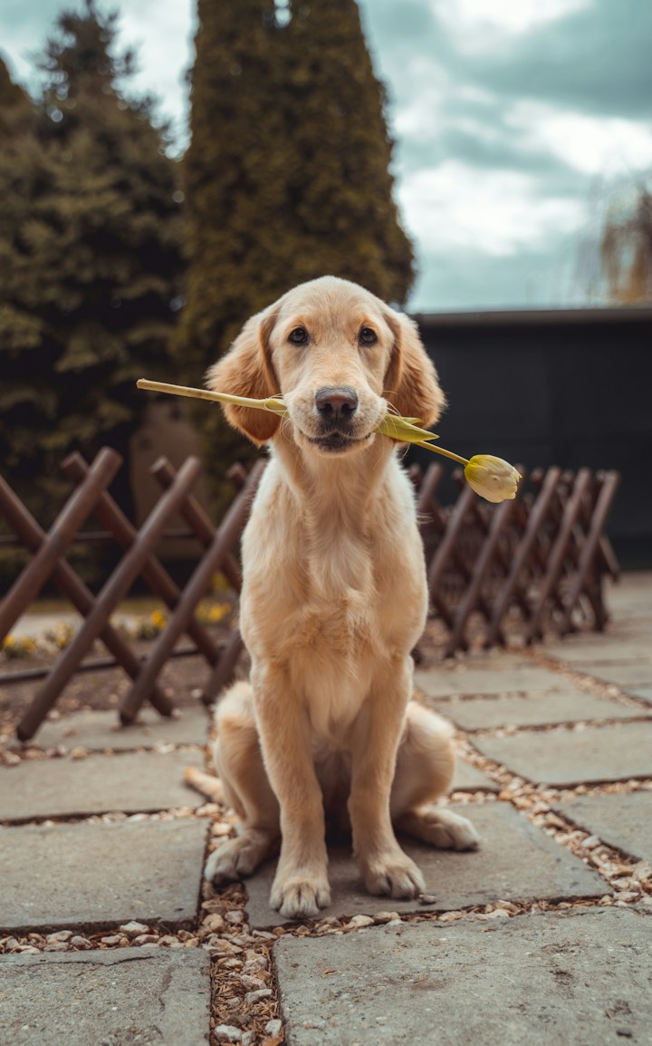 Pet Care department